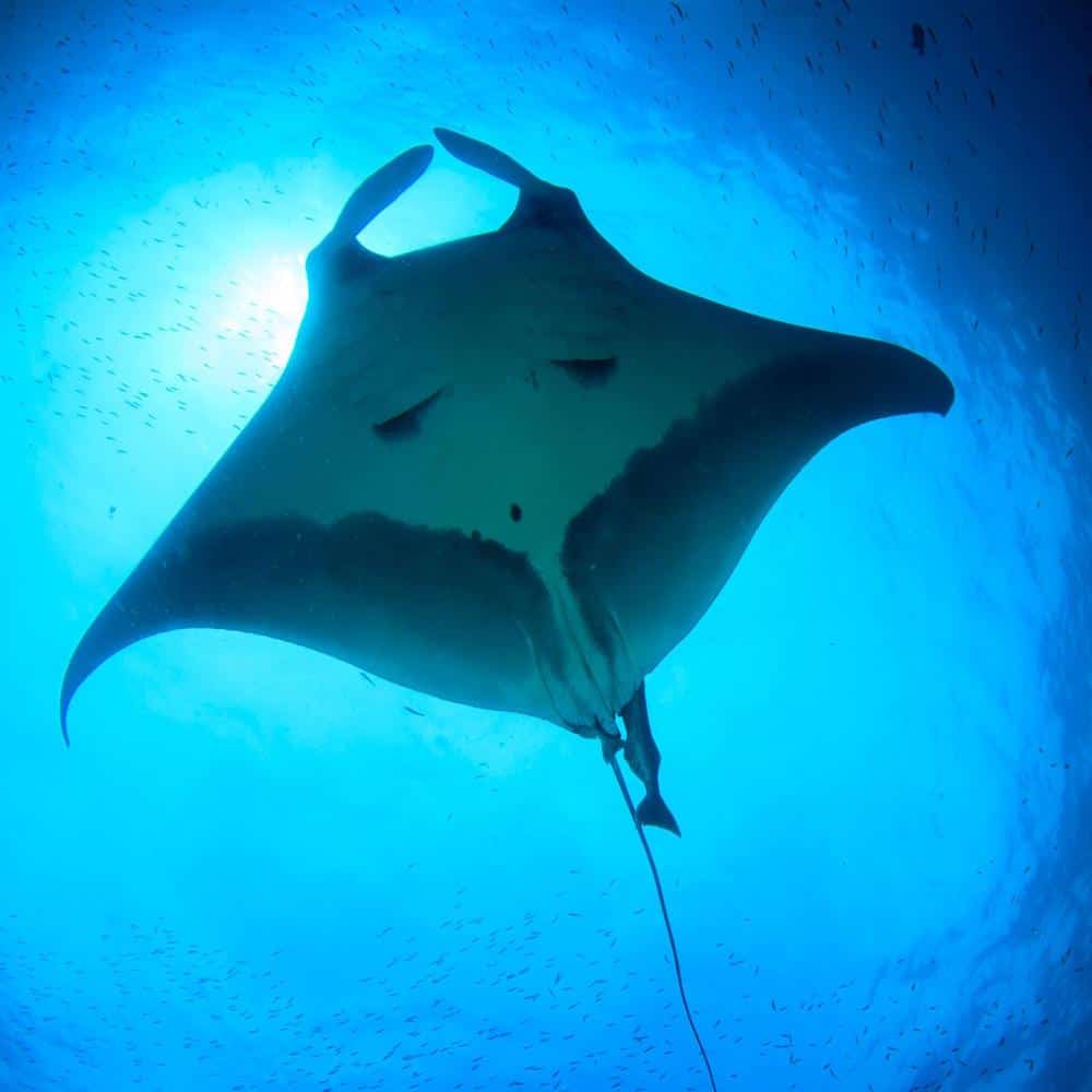 ζώα της θάλασσας για παιδιά